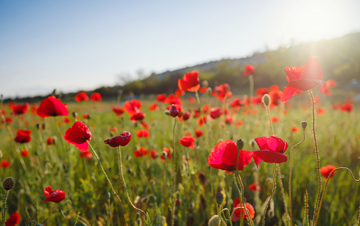 A field of red poppies