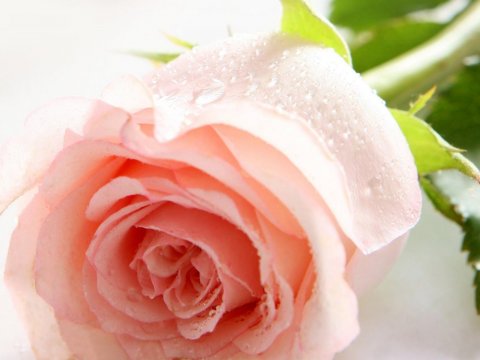 Elizabeth Mary Cookson
