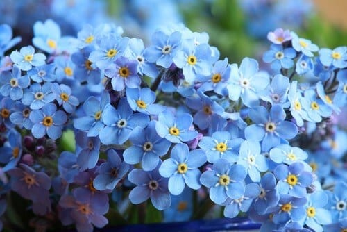 Forget me not bunch