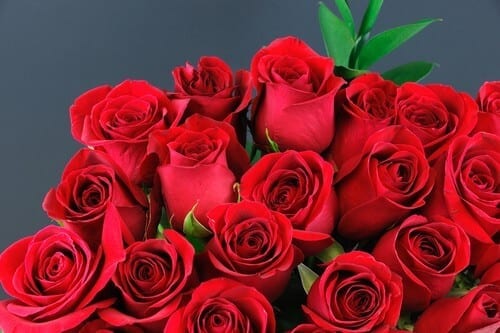 Bunch of red roses